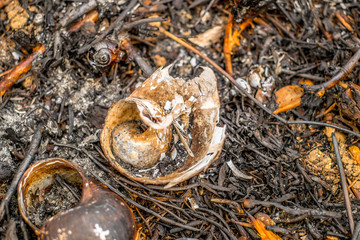 White snail shell charred ashes of a fire, in the forest