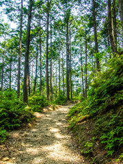 Trail at the World Heritage Forest Kumano Kodo, Wakayama Prefect