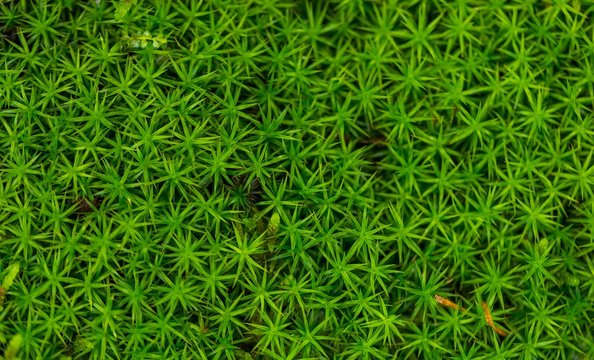 Close Up Of Green Forest Moss