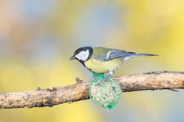 great tit, blue tit eats fat ball at the manger in the branches of trees