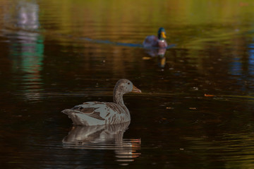 Albinogans im Teich