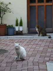 下町の猫