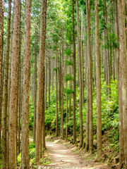 Obraz premium Trail at the World Heritage Forest Kumano Kodo, Wakayama Prefect