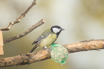 Fototapeta premium great tit, blue tit eats fat ball at the manger in the branches of trees