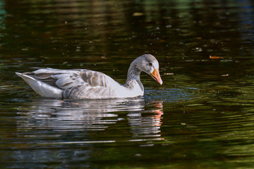 Albinogans im Teich