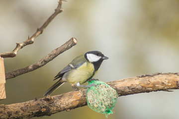 great tit, blue tit eats fat ball at the manger in the branches of trees