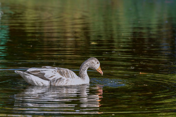 Albinogans im Teich