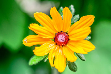 Yellow with green background