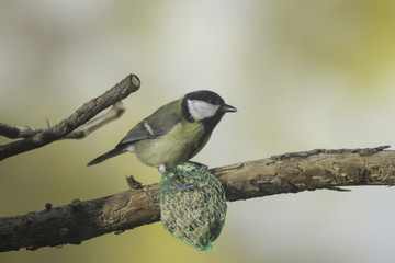great tit, blue tit eats fat ball at the manger in the branches of trees
