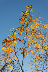 Oak Leaves in Fall