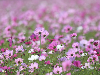 コスモス　秋桜