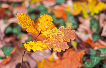 Oak yellow leaf in the forest, closeup