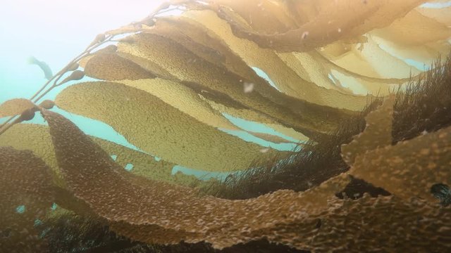 Таинственные и загадочные погружения в подводных садах ламинарий и бурых водорослей. Калифорния.