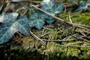 Efeu im Wald