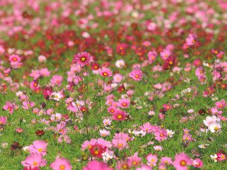 コスモス　秋桜