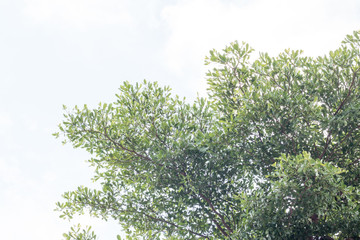 group of green leaf and sky,cloud and blue sky,green leaf from garden,green leaf make oxygen