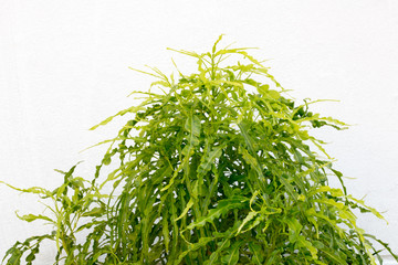group of green leaf and sky,cloud and blue sky,green leaf from garden,green leaf make oxygen