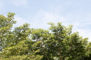 group of green leaf and sky,cloud and blue sky,green leaf from garden,green leaf make oxygen
