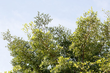 group of green leaf and sky,cloud and blue sky,green leaf from garden,green leaf make oxygen
