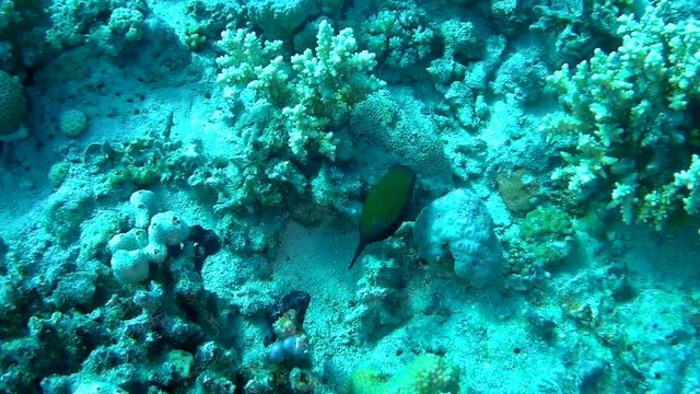 An Arabian Boxfish swimming over corals and feeding in the Red Sea