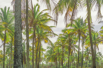 Palm Trees Low Angle Shot