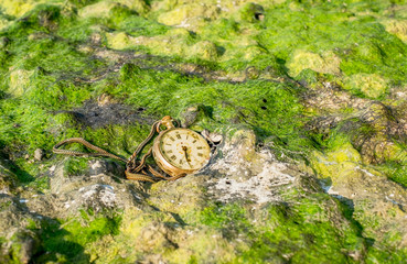 Old pocket watch with cracked glass partially buried in green algae