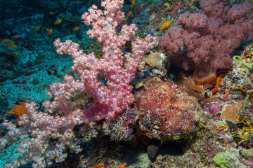 Fototapeta na wymiar Gorgonian red soft corals
