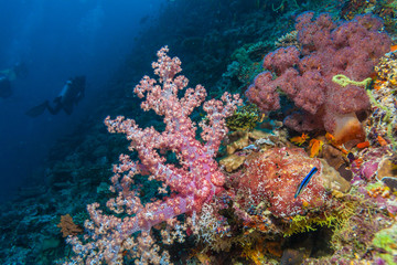 Fototapeta na wymiar Gorgonian red soft corals