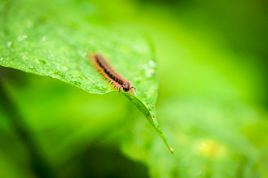 worm on the green leaf