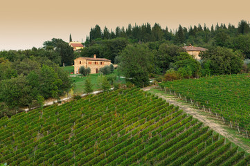 Rows of Vineyard. Tuscany, Italy.