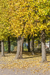 Naklejka premium Yellow Autumn Leaves Falling From Tree