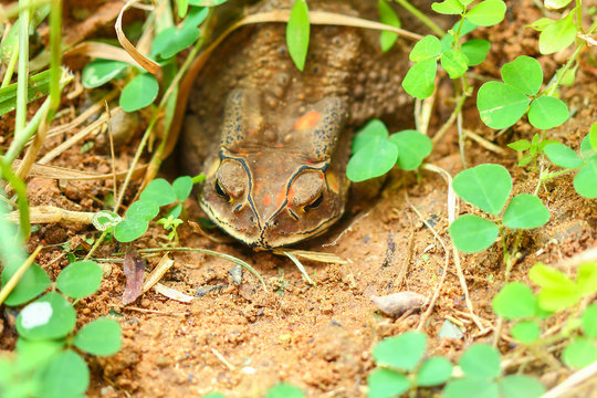 toad hibernate.