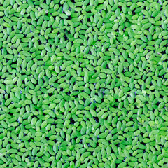 green spawn in the water