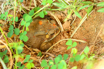 Toad hibernate.