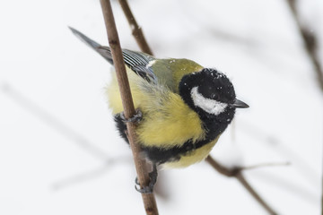 Greater titmouse