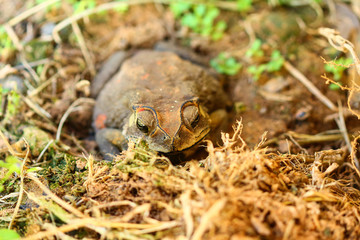 Toad hibernate.