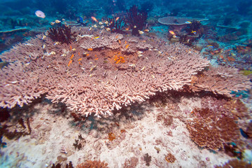 Fototapeta na wymiar Colorful Tropical Coral Reef Landscape