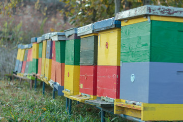 Beehive colony