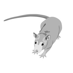 Grayscale rat isolated on the white (transparent) background.  Vector illustration eps
