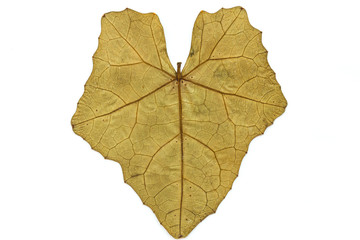 Single leaf