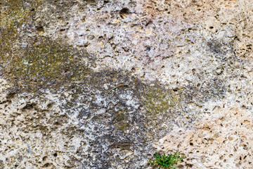 Rock lichen and a lizard.