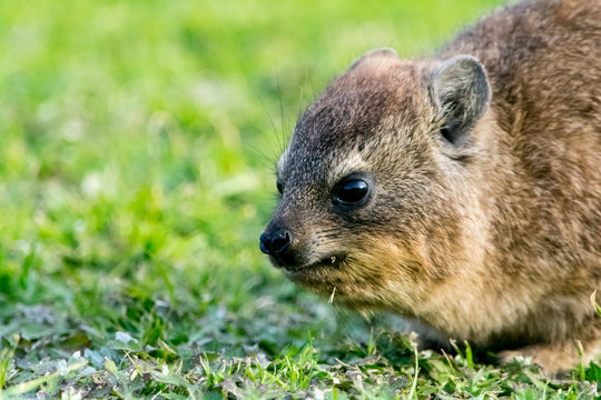 Klippschliefer in Tsitsikamma National Park, South Africa