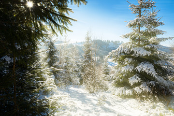 Sunny winter morning in coniferous forest
