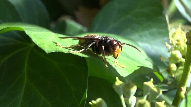 Frelon sur feuille de lierre.