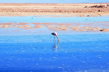 Close up of a flamingo in the Laguna Chaxa a lagoon in the National reserve Los Flamencos close to...