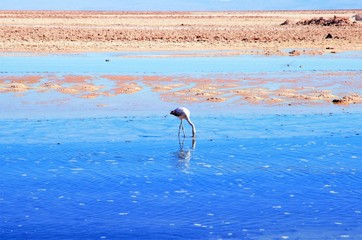 Close up of a flamingo in the Laguna Chaxa a lagoon in the National reserve Los Flamencos close to San Pedro de Atacama in the Atacama desert in Chile, South America