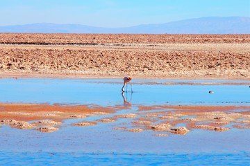 Close up of a flamingo in the Laguna Chaxa a lagoon in the National reserve Los Flamencos close to...