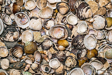 Sea shells background