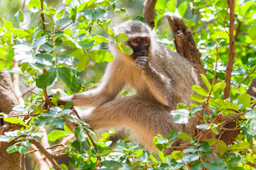 Apes in Kruger National Park, South Africa