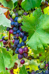 Semi-ripe grapes in the vineyard